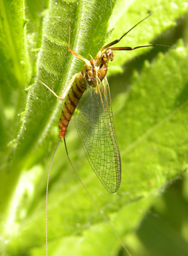 Ecdyonurus sp.